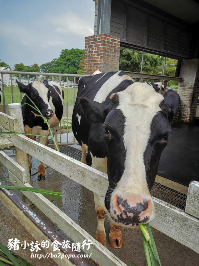 雲林。崙背》千巧谷牛樂園牧場。可愛擔當又免門票的親子農場