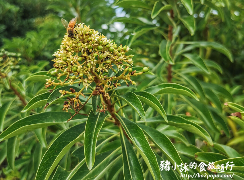 嘉義。布袋》好美里3D海洋世界戶外美術館+好美船屋