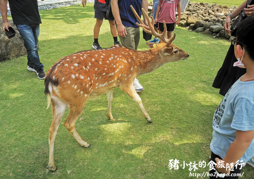 嘉義。番路》逐鹿文創園區+觸口遊客中心。梅花鹿餵食。鄒族歌舞表演