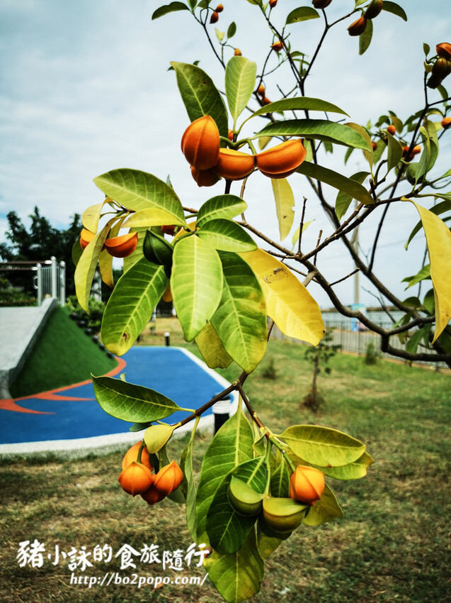 嘉義。布袋》好美里3D海洋世界戶外美術館+好美船屋