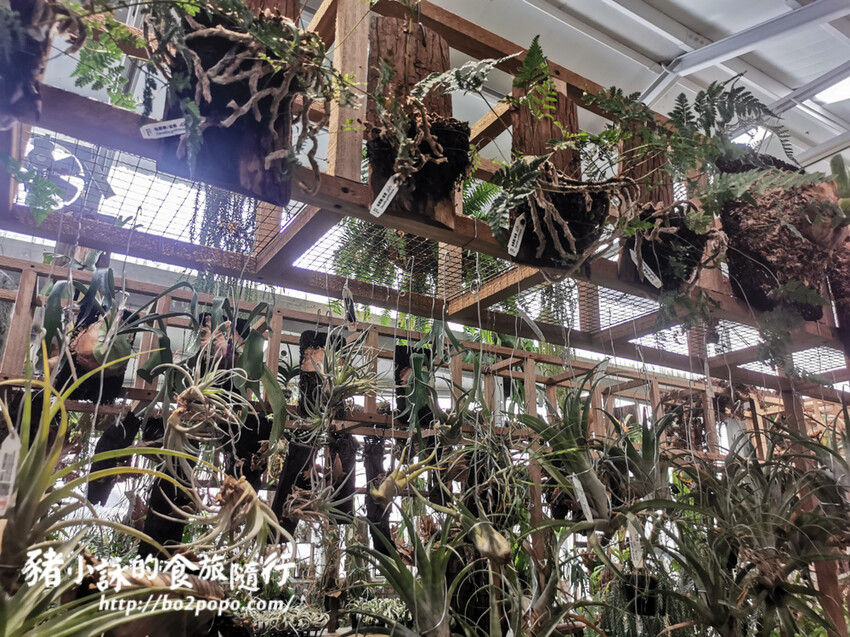 嘉義。梅山》太平雲梯(挑戰膽量)+太平老街隨意吃喝