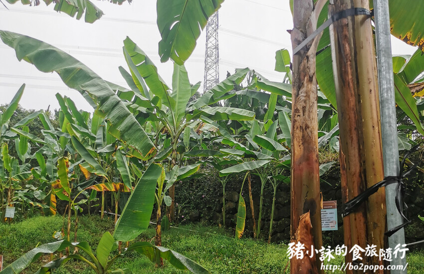 南投。集集》jijibanana集元果。香蕉主題觀光工廠