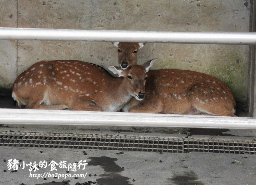 嘉義。民雄》三隻小豬觀光農場。有童話世界場景又有小動物的親子農場