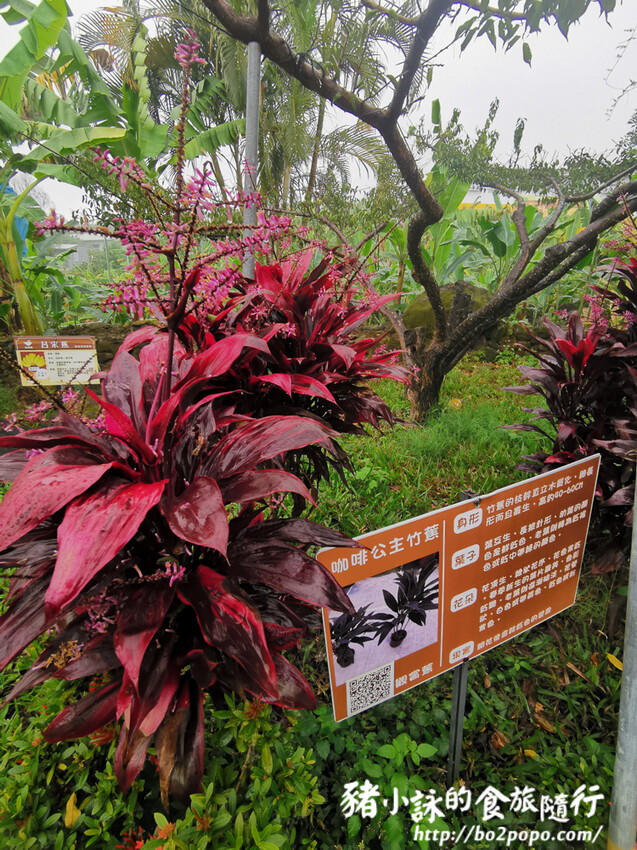 南投。集集》jijibanana集元果。香蕉主題觀光工廠