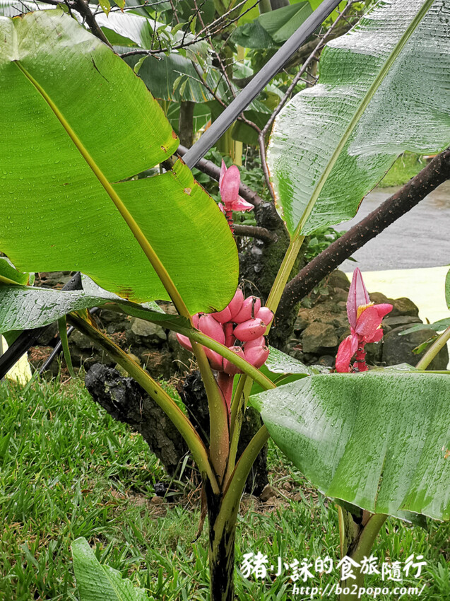 南投。集集》jijibanana集元果。香蕉主題觀光工廠