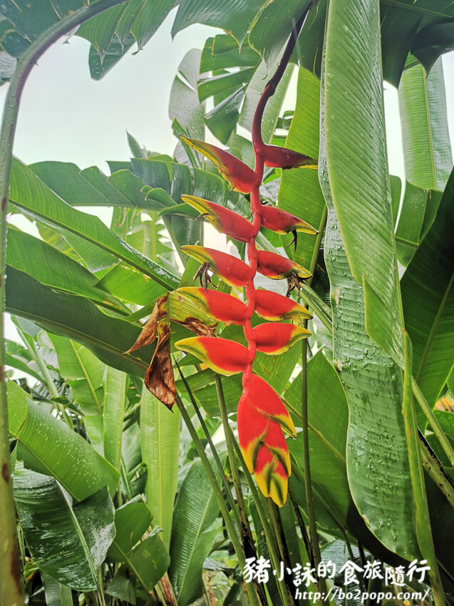 南投。集集》jijibanana集元果。香蕉主題觀光工廠