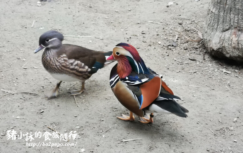 嘉義。民雄》三隻小豬觀光農場。有童話世界場景又有小動物的親子農場