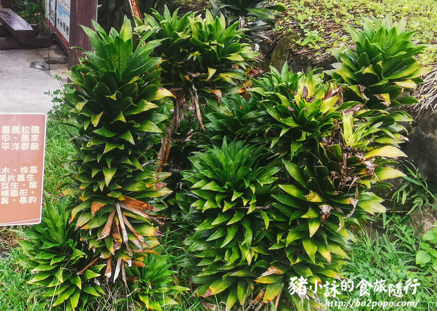 南投。集集》jijibanana集元果。香蕉主題觀光工廠