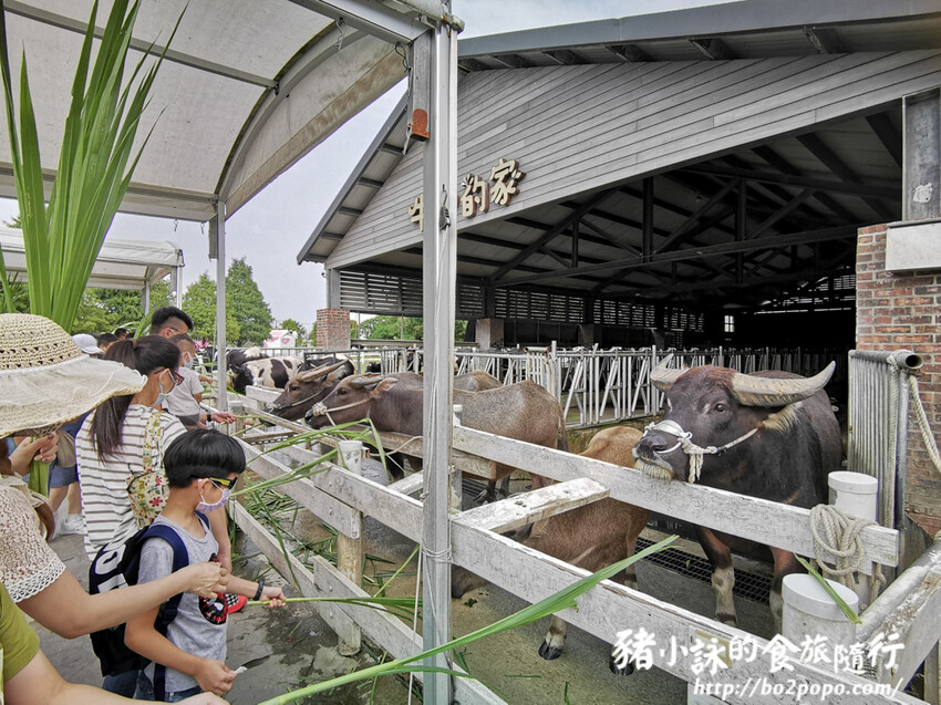 雲林。崙背》千巧谷牛樂園牧場。可愛擔當又免門票的親子農場