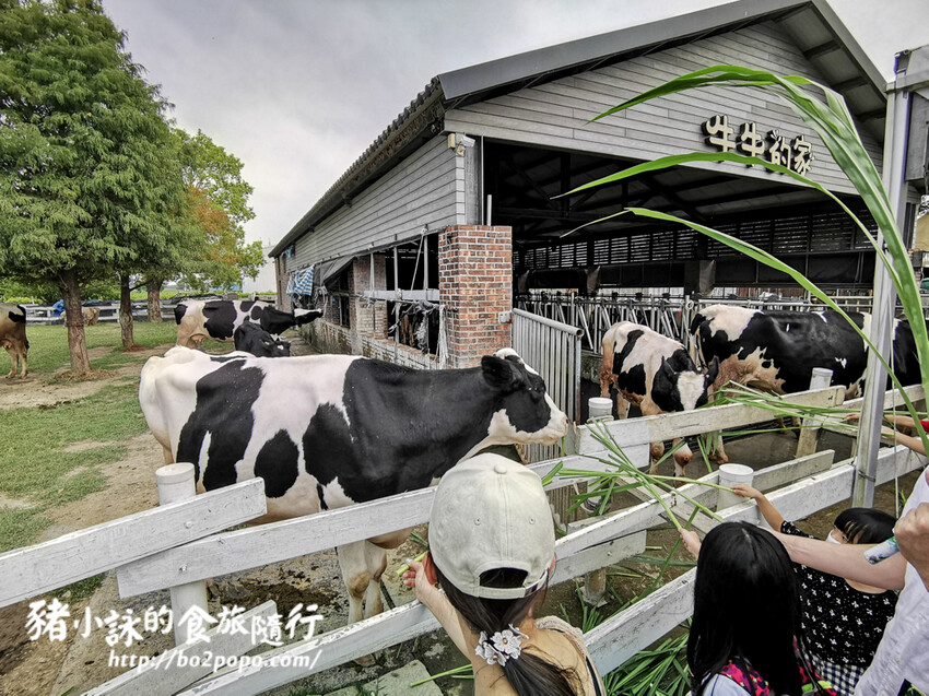 雲林。崙背》千巧谷牛樂園牧場。可愛擔當又免門票的親子農場