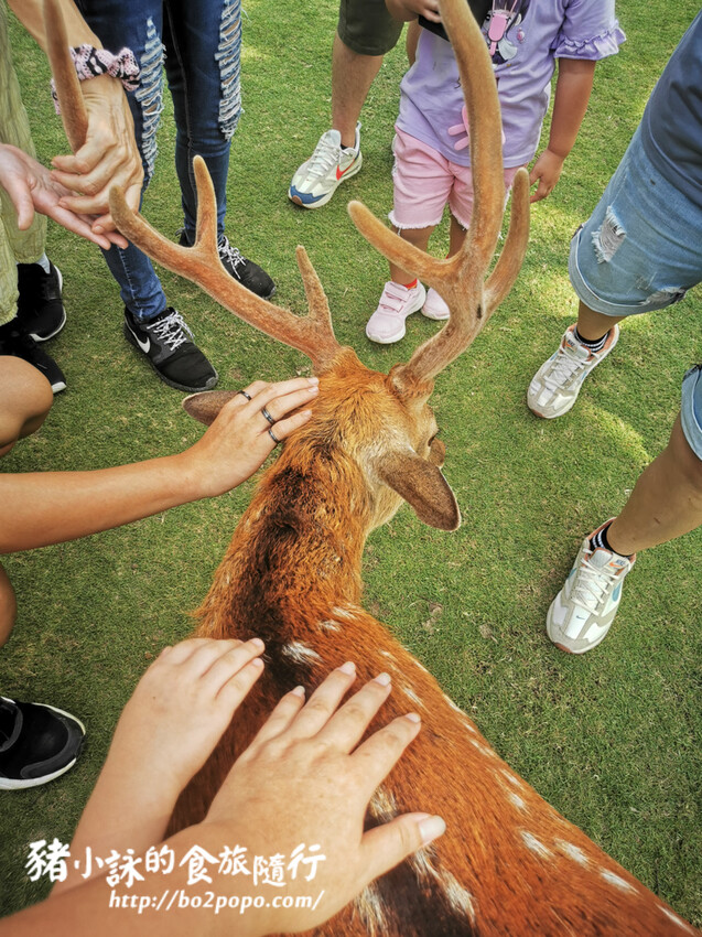 嘉義。番路》逐鹿文創園區+觸口遊客中心。梅花鹿餵食。鄒族歌舞表演