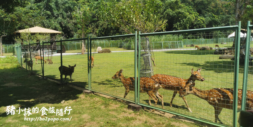 嘉義。番路》逐鹿文創園區+觸口遊客中心。梅花鹿餵食。鄒族歌舞表演