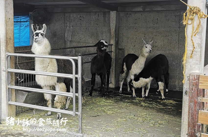 嘉義。民雄》三隻小豬觀光農場。有童話世界場景又有小動物的親子農場