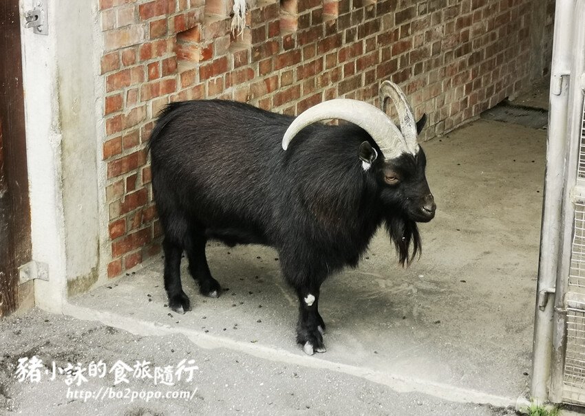 嘉義。民雄》三隻小豬觀光農場。有童話世界場景又有小動物的親子農場