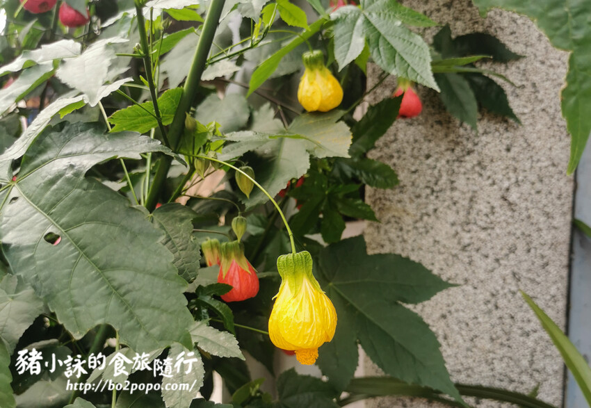 嘉義。梅山》太平雲梯(挑戰膽量)+太平老街隨意吃喝