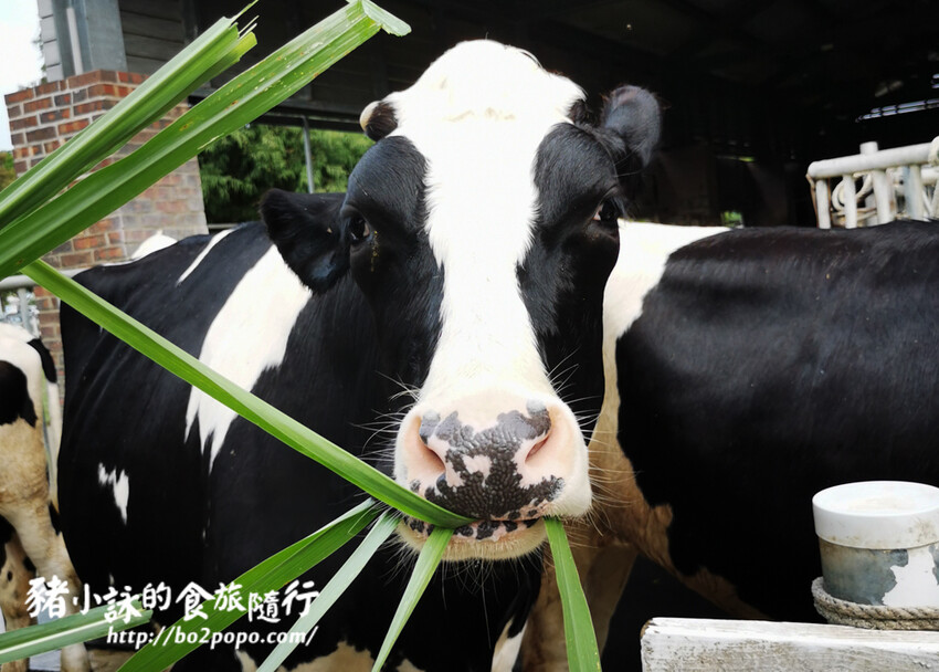 雲林。崙背》千巧谷牛樂園牧場。可愛擔當又免門票的親子農場