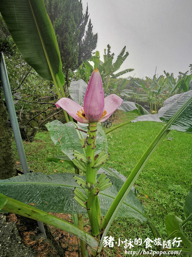 南投。集集》jijibanana集元果。香蕉主題觀光工廠