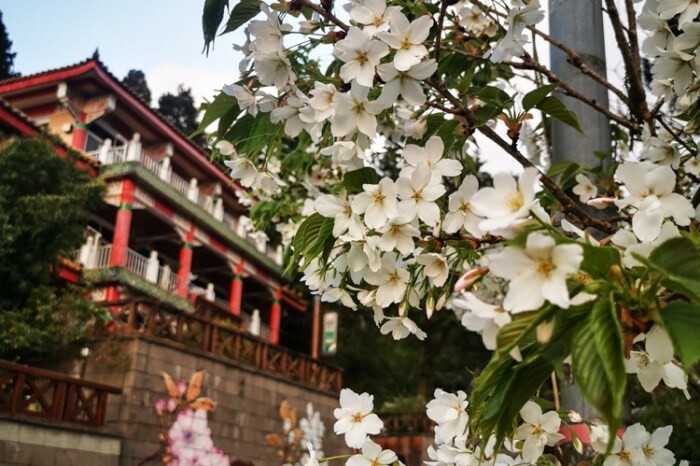 嘉義。番路》逐鹿文創園區+觸口遊客中心。梅花鹿餵食。鄒族歌舞表演