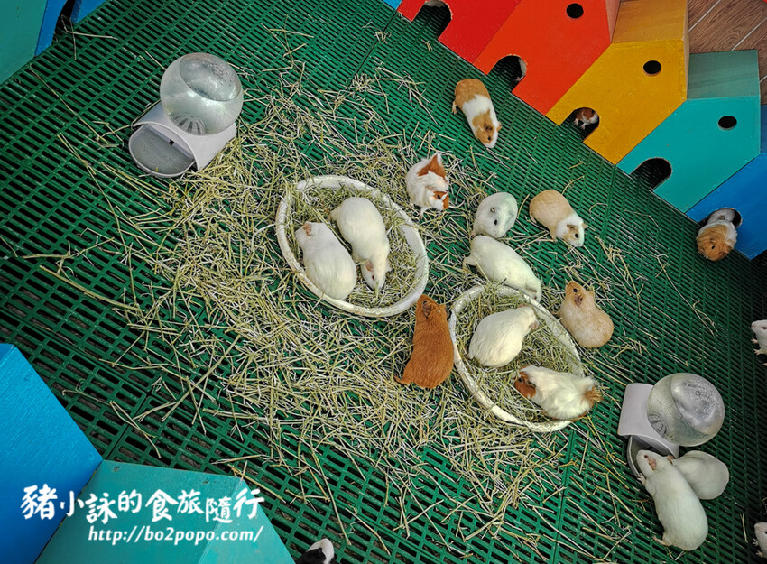 嘉義。民雄》三隻小豬觀光農場。有童話世界場景又有小動物的親子農場