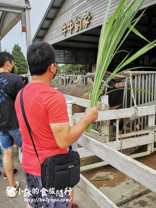 雲林。崙背》千巧谷牛樂園牧場。可愛擔當又免門票的親子農場