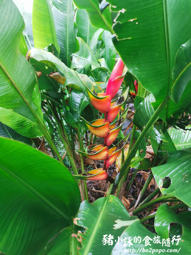 南投。集集》jijibanana集元果。香蕉主題觀光工廠