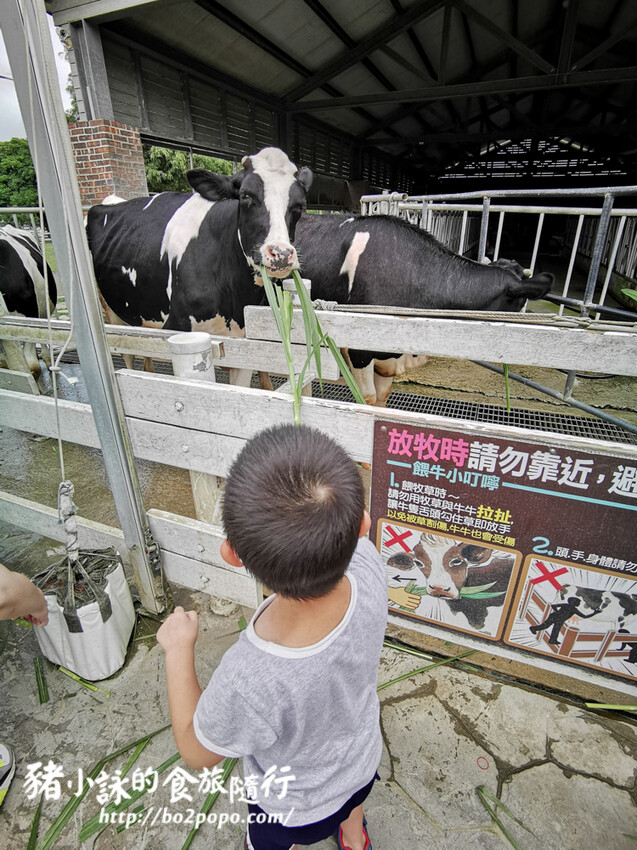 雲林。崙背》千巧谷牛樂園牧場。可愛擔當又免門票的親子農場