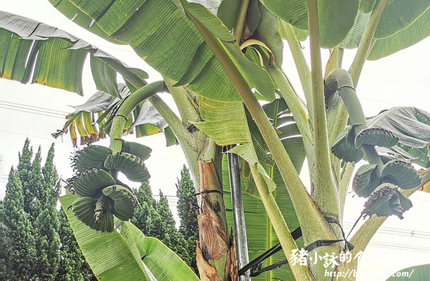 南投。集集》jijibanana集元果。香蕉主題觀光工廠