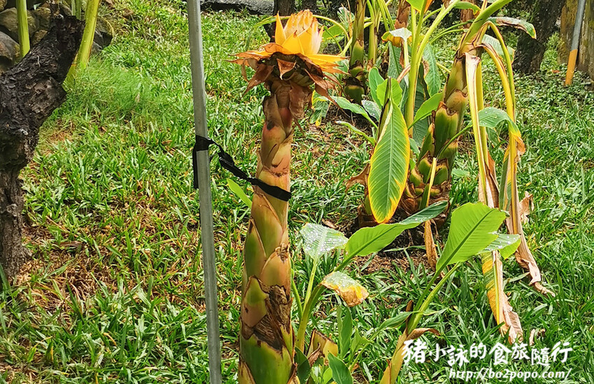 南投。集集》jijibanana集元果。香蕉主題觀光工廠