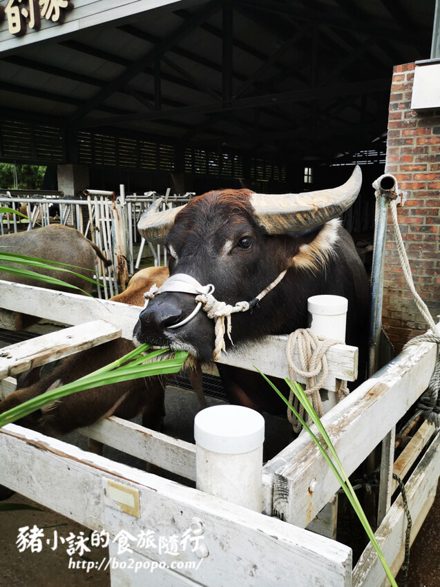 雲林。崙背》千巧谷牛樂園牧場。可愛擔當又免門票的親子農場