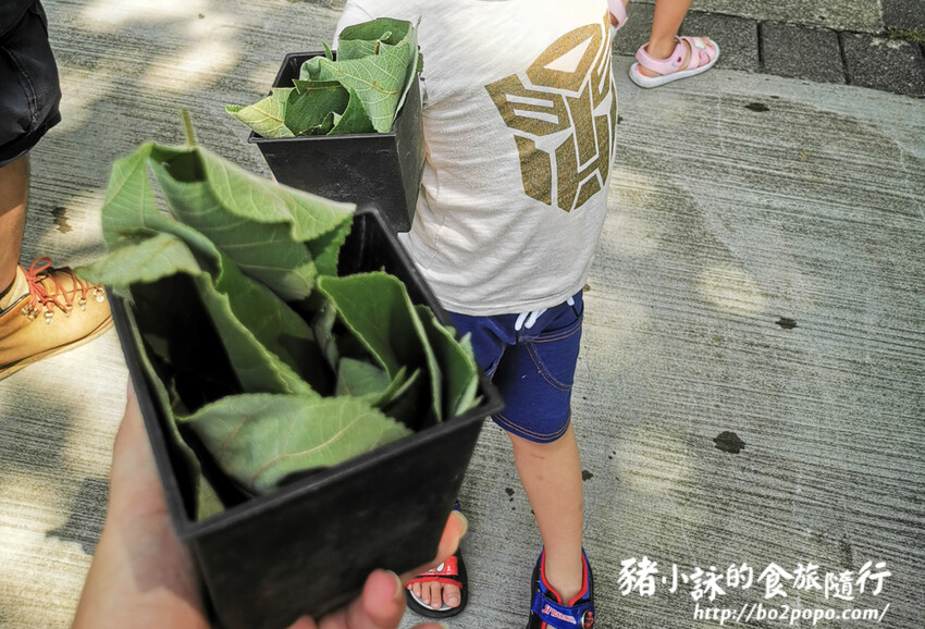 嘉義。番路》逐鹿文創園區+觸口遊客中心。梅花鹿餵食。鄒族歌舞表演