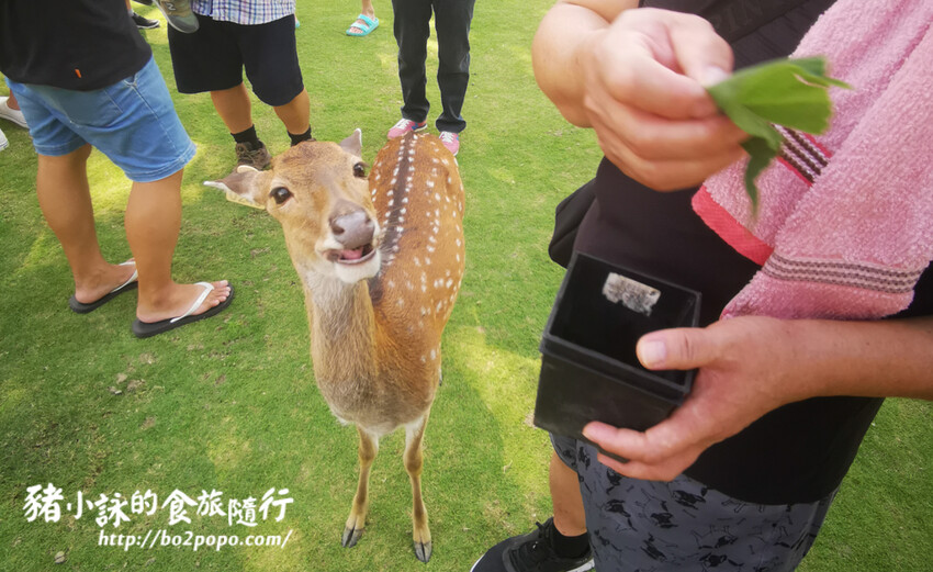 嘉義。番路》逐鹿文創園區+觸口遊客中心。梅花鹿餵食。鄒族歌舞表演