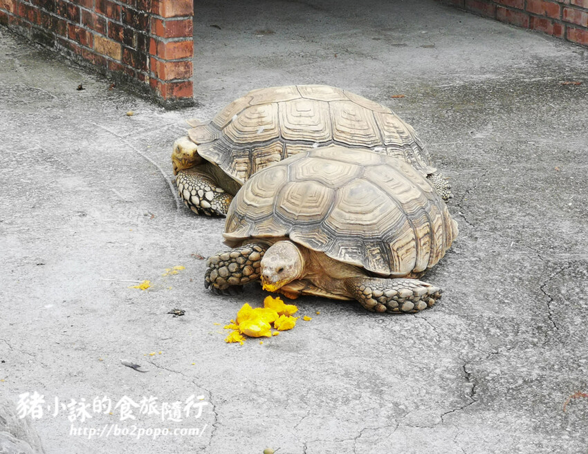 嘉義。民雄》三隻小豬觀光農場。有童話世界場景又有小動物的親子農場