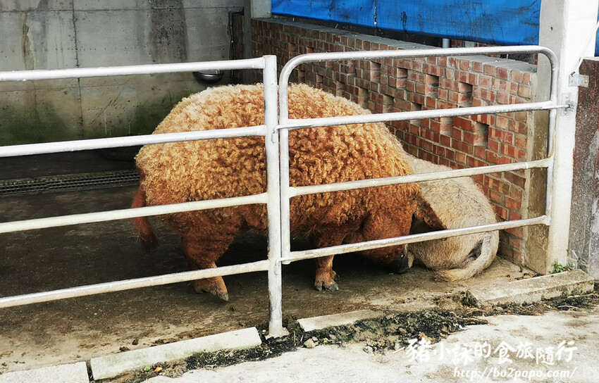 嘉義。民雄》三隻小豬觀光農場。有童話世界場景又有小動物的親子農場