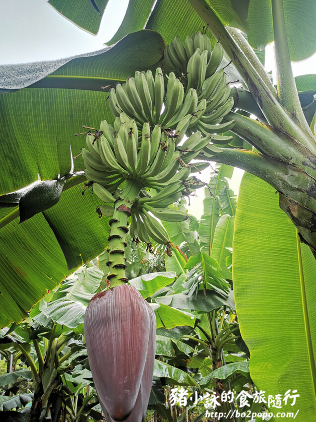 南投。集集》jijibanana集元果。香蕉主題觀光工廠