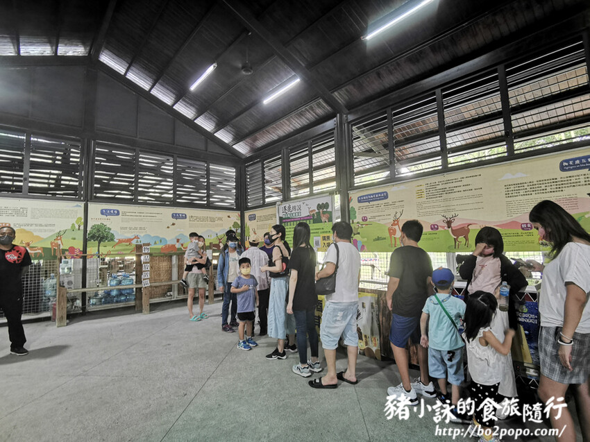 嘉義。番路》逐鹿文創園區+觸口遊客中心。梅花鹿餵食。鄒族歌舞表演