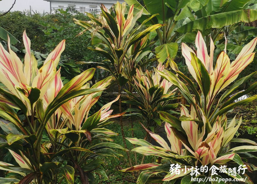 南投。集集》jijibanana集元果。香蕉主題觀光工廠