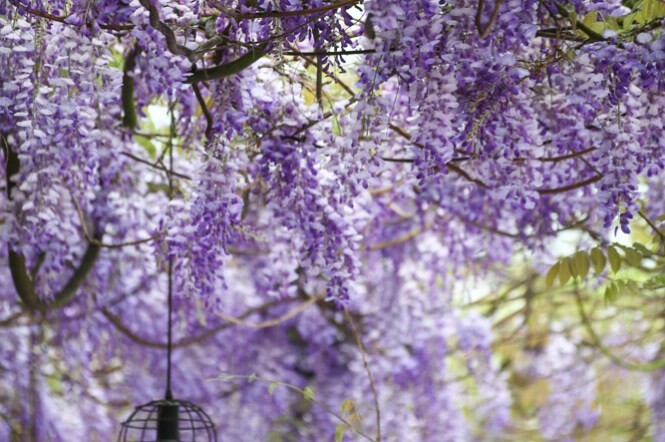 嘉義。番路》逐鹿文創園區+觸口遊客中心。梅花鹿餵食。鄒族歌舞表演