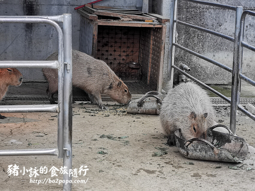 嘉義。民雄》三隻小豬觀光農場。有童話世界場景又有小動物的親子農場