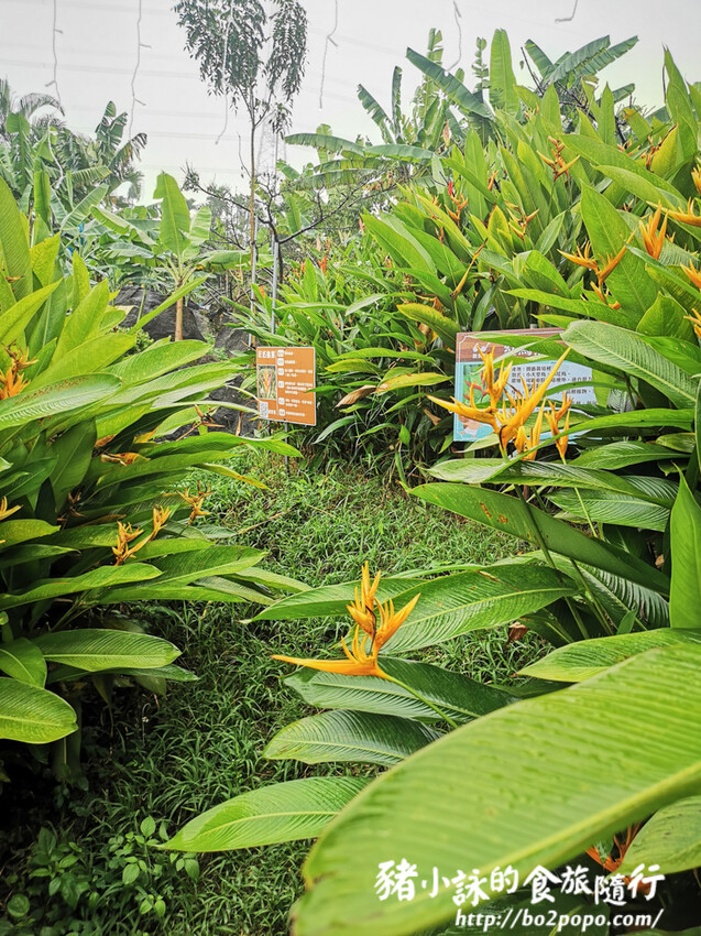 南投。集集》jijibanana集元果。香蕉主題觀光工廠