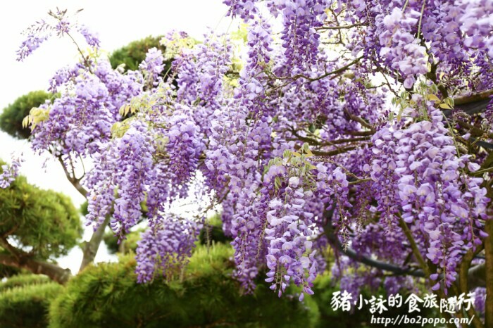 嘉義。梅山》太平雲梯(挑戰膽量)+太平老街隨意吃喝