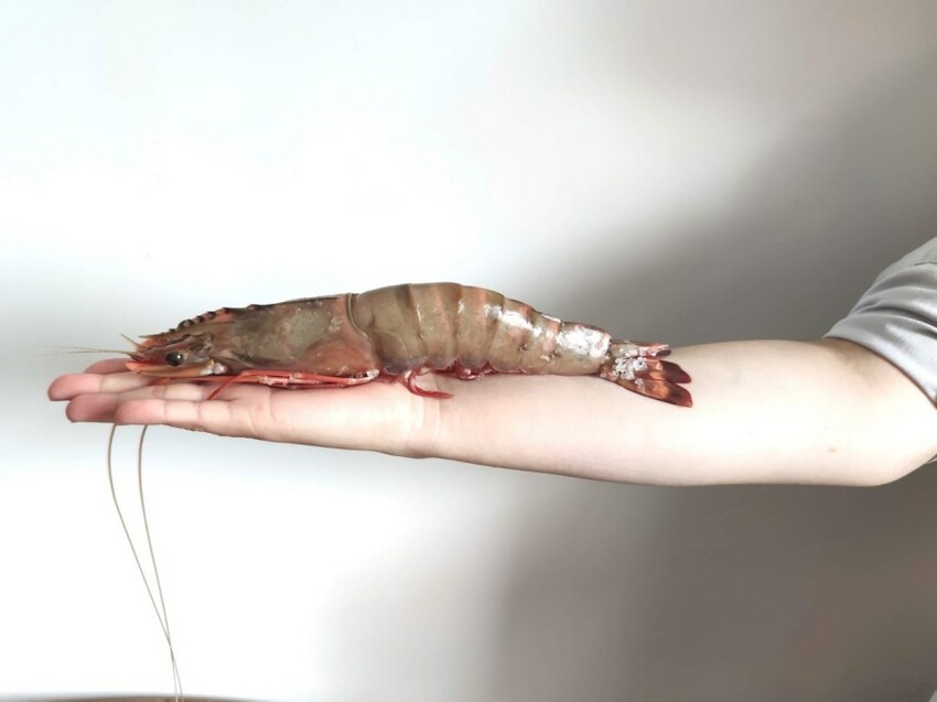 首度實體店鋪快閃櫃 新鮮市集，獨家超值海鮮組、新鮮配送、獨家引進精品葡萄酒 X 漢神百貨 B3 - 跟著尼力吃喝玩樂＆親子生活