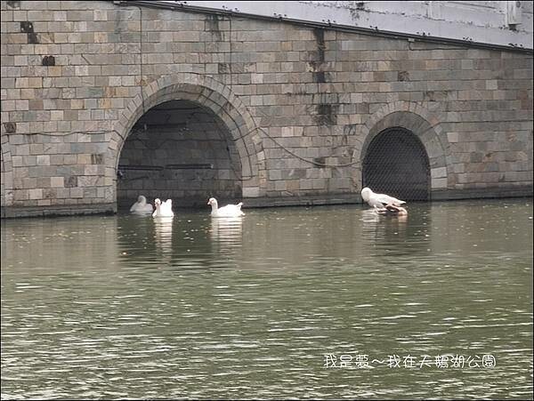 天鵝湖公園07.jpg