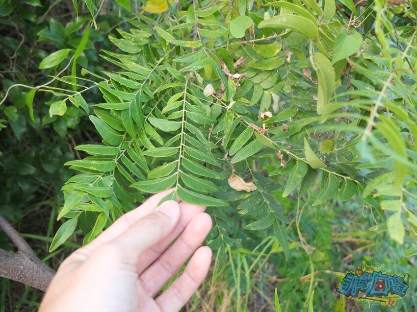 恆春半島私房玩法！體驗銀合歡溜溜球DIY 秘境槺林古道看夕陽 嚐在地總舖師料理風味晚餐 享受南島國境Chill時光 - 跟著凱南瘋旅遊