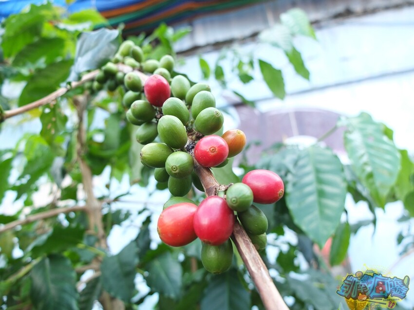 咖啡體驗活動【卡督夫咖啡莊園】德文部落百年咖啡文化洗禮！走進咖啡園 探索原鄉咖啡味/與山共食原異料理饗宴 私房景觀台賞百萬級風景 採預約制(含報名資訊) - 跟著凱南瘋旅遊