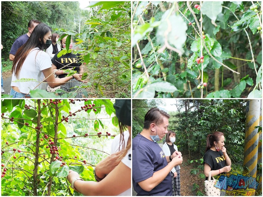 咖啡體驗活動【卡督夫咖啡莊園】德文部落百年咖啡文化洗禮！走進咖啡園 探索原鄉咖啡味/與山共食原異料理饗宴 私房景觀台賞百萬級風景 採預約制(含報名資訊) - 跟著凱南瘋旅遊