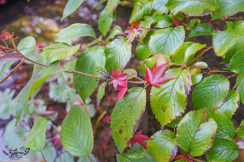虹夕諾雅 京都|星のや京都:京都嵐山趨之若鶩的夢幻之宿 @緹雅瑪 美食旅遊趣