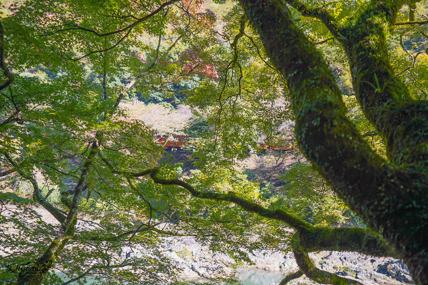 虹夕諾雅 京都|星のや京都:京都嵐山趨之若鶩的夢幻之宿 @緹雅瑪 美食旅遊趣