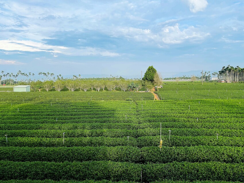 【茶二指故事館】南投名間熱門景點！巨型珍奶超好拍！買茶葉免費住「春秋茶事x彩虹水管屋」，獨家「白鷺紅茶拉麵」必吃！