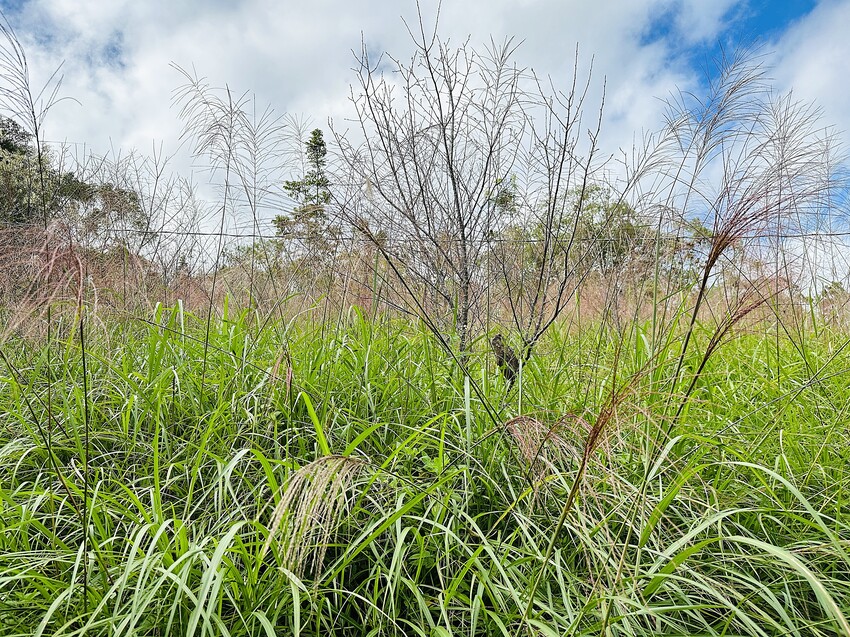 【蟬說：和社山林】教育中心四人房ｘ手作體驗│蟬說雅築ｘ泡山林秘境溫泉│深度走訪羅娜部落ｘ體驗木杵敲擊│梅子夢工廠ｘ梅精酵素霜淇淋