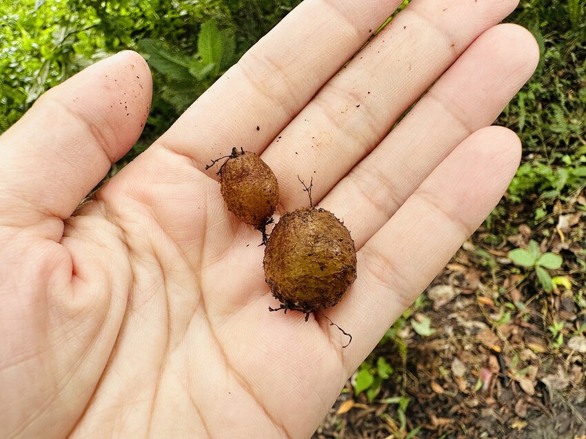 【蟬說：和社山林】教育中心四人房ｘ手作體驗│蟬說雅築ｘ泡山林秘境溫泉│深度走訪羅娜部落ｘ體驗木杵敲擊│梅子夢工廠ｘ梅精酵素霜淇淋